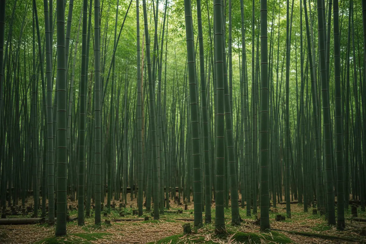 Tessuti: bambù